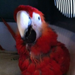 Norman the Scarlet Macaw